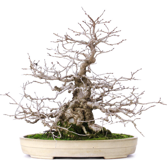 Carpinus coreana, 32,5 cm, ± 30 jaar oud, in handgemaakte Japanse Yamafusa pot