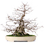 Carpinus coreana, 32,5 cm, ± 30 years old, in a handmade Japanese Yamafusa pot