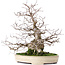 Carpinus coreana, 32,5 cm, ± 30 years old, in a handmade Japanese Yamafusa pot