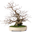 Carpinus coreana, 32,5 cm, ± 30 years old, in a handmade Japanese Yamafusa pot