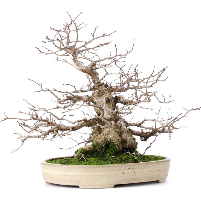 Carpinus coreana, 32,5 cm, ± 30 anni, in un vaso Yamafusa giapponese fatto a mano