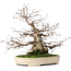 Carpinus coreana, 32,5 cm, ± 30 years old, in a handmade Japanese Yamafusa pot