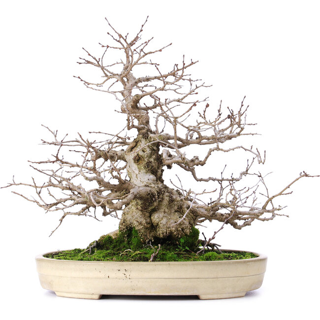 Carpinus coreana, 32,5 cm, ± 30 anni, in un vaso Yamafusa giapponese fatto a mano