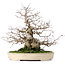 Carpinus coreana, 32,5 cm, ± 30 years old, in a handmade Japanese Yamafusa pot