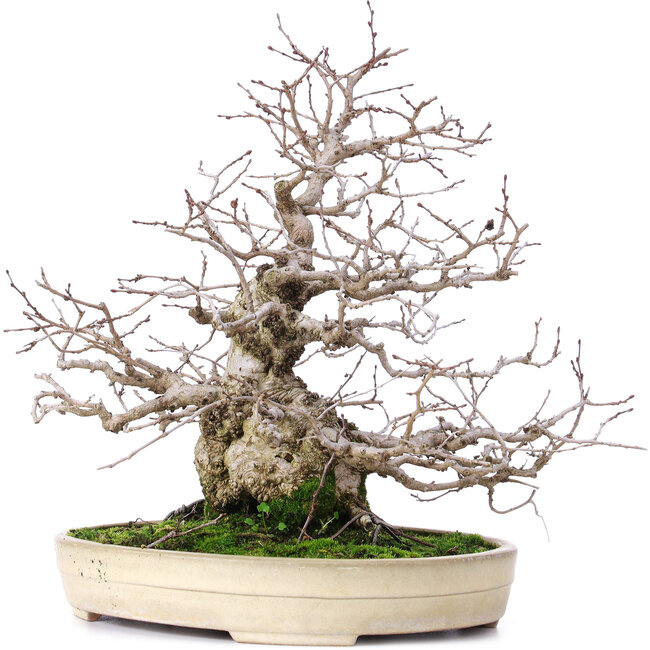 Carpinus coreana, 32,5 cm, ± 30 anni, in un vaso Yamafusa giapponese fatto a mano