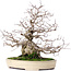 Carpinus coreana, 32,5 cm, ± 30 years old, in a handmade Japanese Yamafusa pot