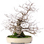 Carpinus coreana, 32,5 cm, ± 30 years old, in a handmade Japanese Yamafusa pot