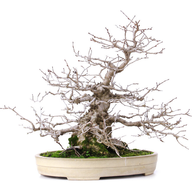 Carpinus coreana, 32,5 cm, ± 30 ans, dans un pot japonais Yamafusa fait à la main