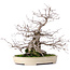 Carpinus coreana, 32,5 cm, ± 30 years old, in a handmade Japanese Yamafusa pot