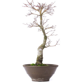 Acer palmatum, 35 cm, ± 10 jaar oud