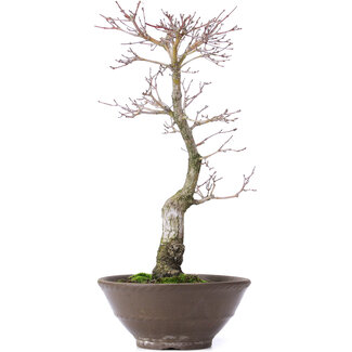 Acer palmatum, 35 cm, ± 10 Jahre alt