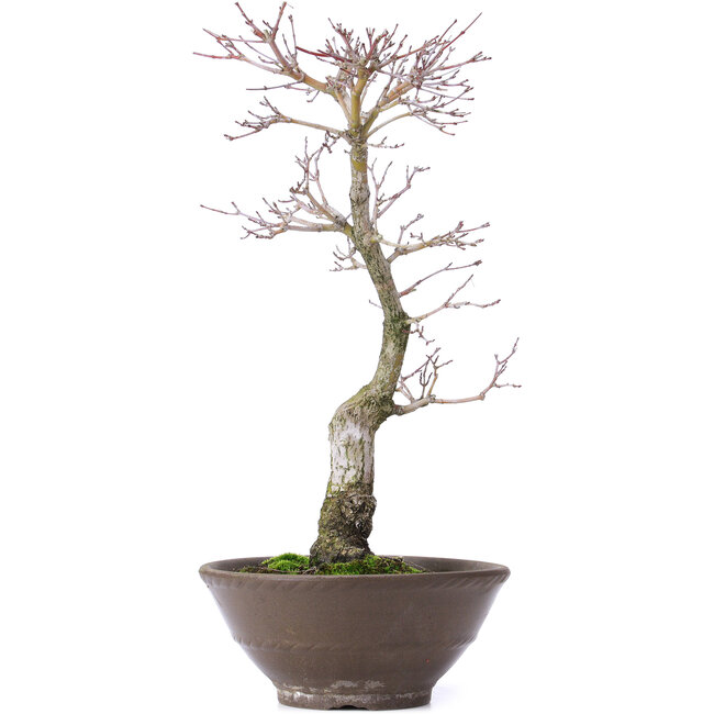 Acer palmatum, 35 cm, ± 10 Jahre alt