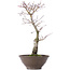 Acer palmatum, 35 cm, ± 10 Jahre alt