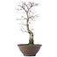 Acer palmatum, 35 cm, ± 10 jaar oud