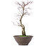 Acer palmatum, 35 cm, ± 10 jaar oud