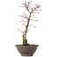 Acer palmatum, 35 cm, ± 10 anni