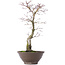 Acer palmatum, 35 cm, ± 10 Jahre alt