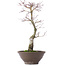 Acer palmatum, 35 cm, ± 10 anni