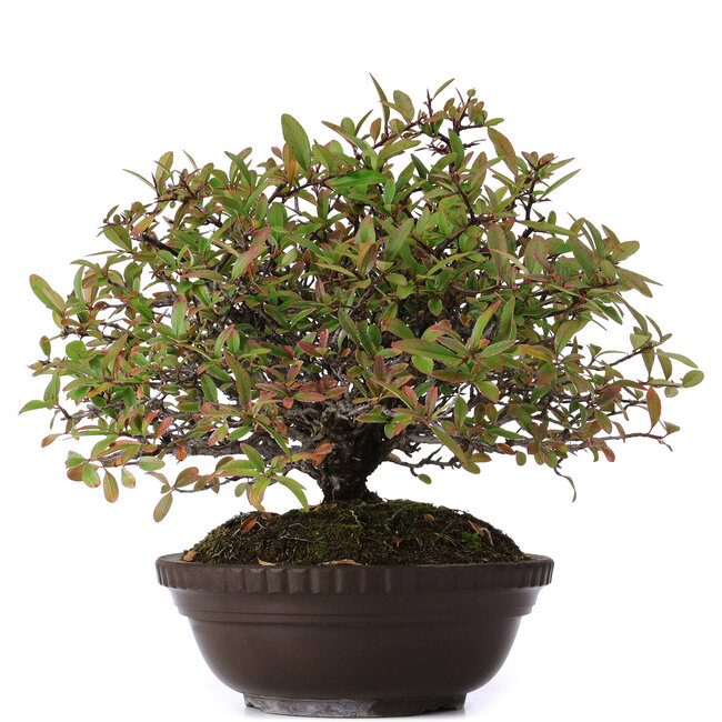 Pyracantha, 30 cm, ± 15 years old