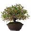 Pyracantha, 30 cm, ± 15 jaar oud