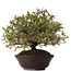 Pyracantha, 30 cm, ± 15 years old