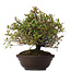 Pyracantha, 30 cm, ± 15 years old