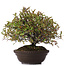 Pyracantha, 30 cm, ± 15 Jahre alt