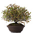 Pyracantha, 30 cm, ± 15 jaar oud