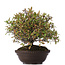 Pyracantha, 30 cm, ± 15 years old