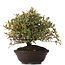 Pyracantha, 30 cm, ± 15 jaar oud