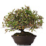 Pyracantha, 30 cm, ± 15 jaar oud