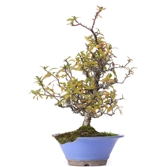 Pyracantha, 38 cm, ± 15 jaar oud, in gebroken pot