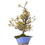 Pyracantha, 38 cm, ± 15 years old, in a broken pot