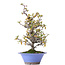 Pyracantha, 38 cm, ± 15 years old, in a broken pot