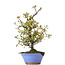 Pyracantha, 38 cm, ± 15 jaar oud, in gebroken pot