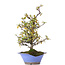 Pyracantha, 38 cm, ± 15 jaar oud, in gebroken pot