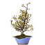 Pyracantha, 38 cm, ± 15 years old, in a broken pot