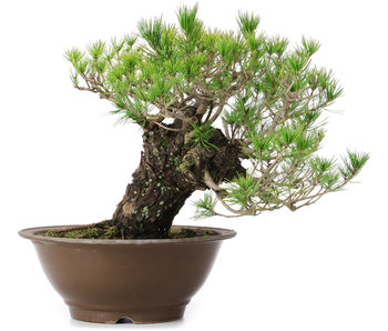 Pinus densiflora, 33 cm, ± 30 Jahre alt