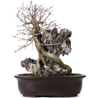 Acer buergerianum, 39 cm, ± 10 años