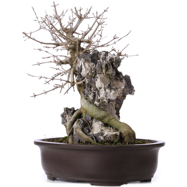 Acer buergerianum, 39 cm, ± 10 jaar oud