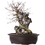 Acer buergerianum, 39 cm, ± 10 años