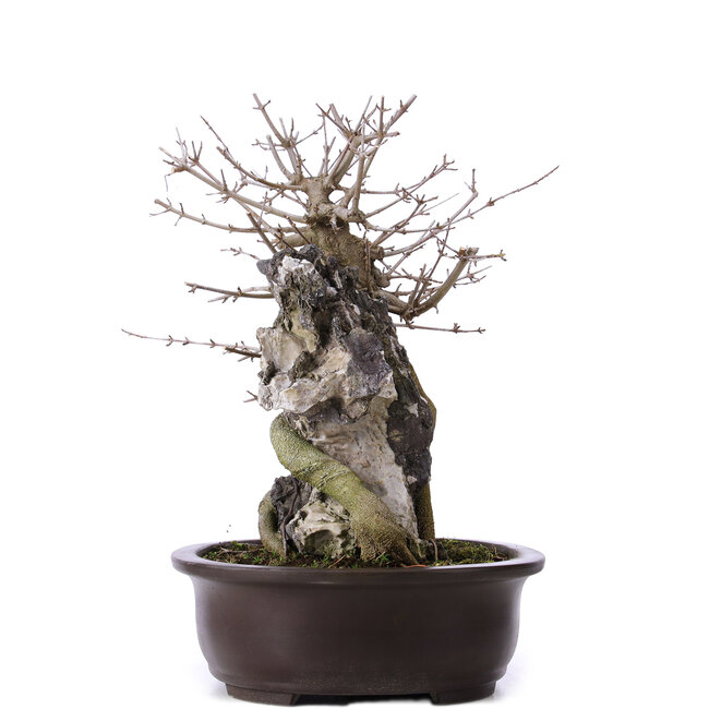 Acer buergerianum, 39 cm, ± 10 years old