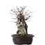 Acer buergerianum, 39 cm, ± 10 años