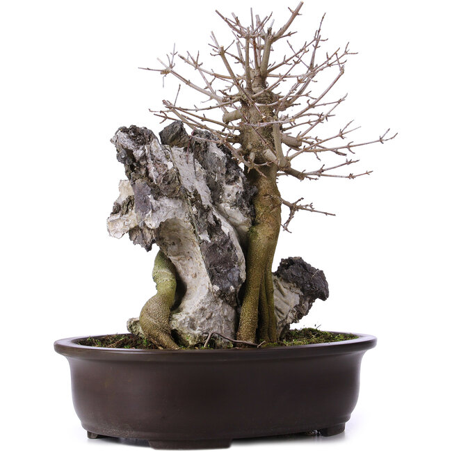 Acer buergerianum, 39 cm, ± 10 years old