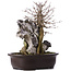 Acer buergerianum, 39 cm, ± 10 años