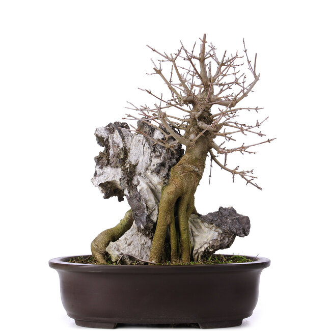 Acer buergerianum, 39 cm, ± 10 ans