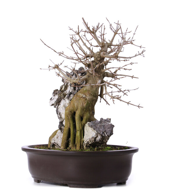 Acer buergerianum, 39 cm, ± 10 jaar oud