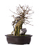 Acer buergerianum, 39 cm, ± 10 años