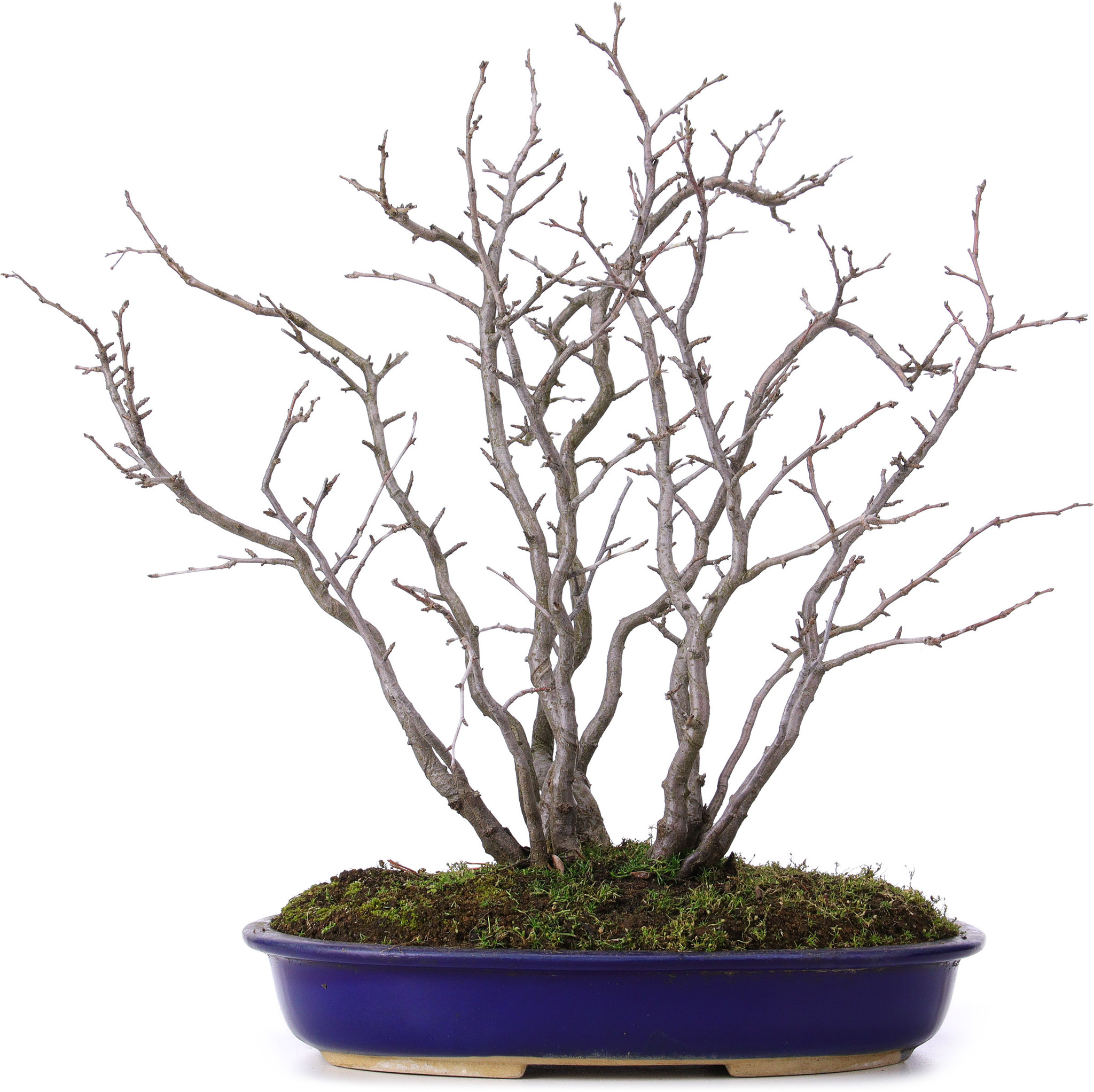 Pourthiaea villosa, 42 cm,  10 Jahre alt - Bonsai Plaza