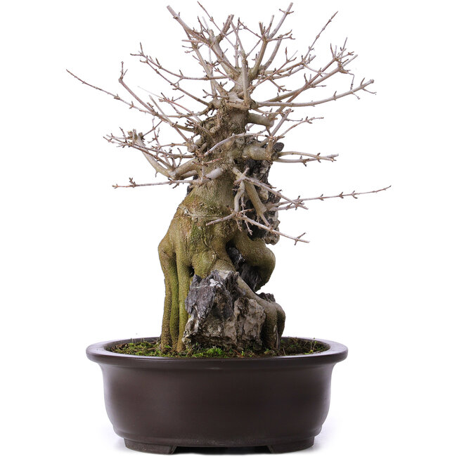 Acer buergerianum, 39 cm, ± 10 years old